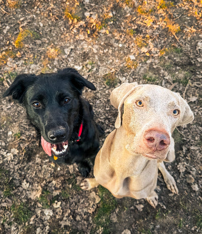 Two dogs, one black and one beige, standing on a textured ground.