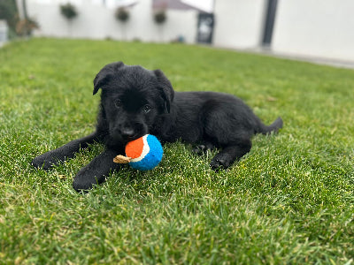 Black puppy playing with a colorful toy on grass