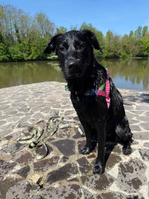 Black dog with a pink harness sitting on a stone path by a body of water.