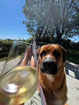 Dog sitting in a hammock with a glass of white wine on a sunny day.