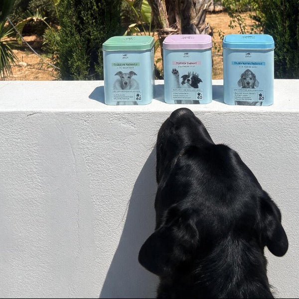 Three small metal tins of dog food in pastel green, pink, and blue sit on a white wall, with a black dog looking up at them outdoors among palm trees and cacti.