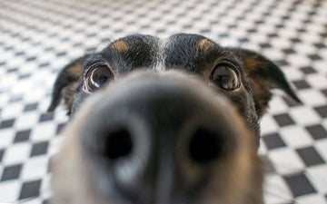 Close-up of a dog's face with a checkered floor background