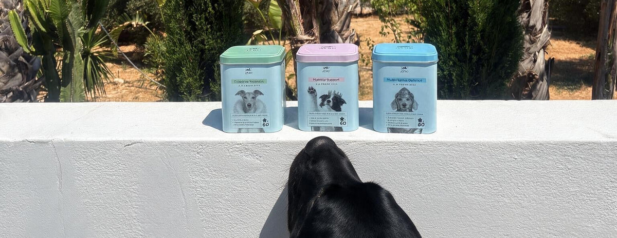 Three small metal tins of dog food in pastel green, pink, and blue sit on a white wall, with a black dog looking up at them outdoors among palm trees and cacti.slider_item_z3EUBQ