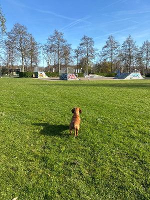 Dog standing on a grassy field with a skate park in the background