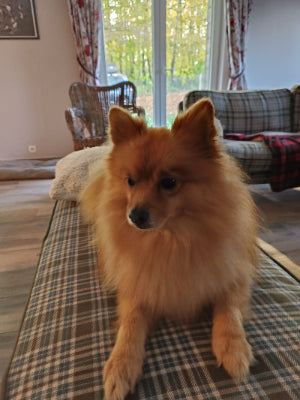 Small brown dog sitting on a checkered blanket in a living room.